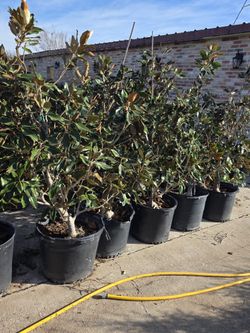 Magnolias Little Gem 15gallon 5ft Tall 