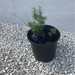 Rosemary Plant Well Established 