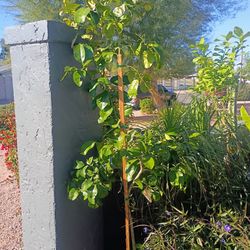 15 Gallon Grapefruit Tree