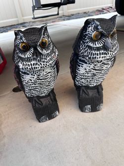 Owl decoy