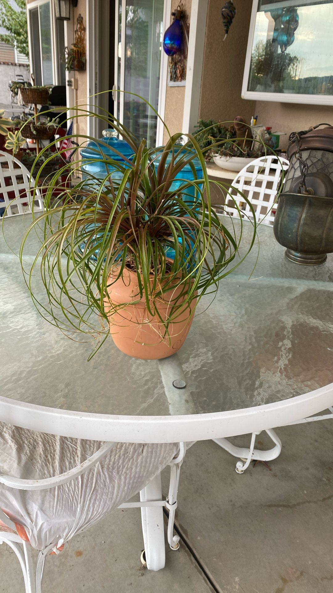 Pony Palm 