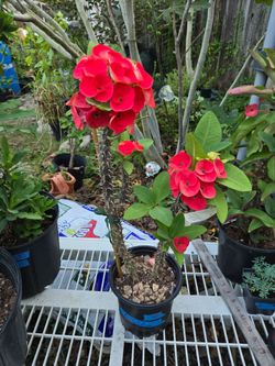Corona de cristo Planta ๐ชด, ID Sweet Rosy ๐