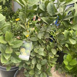 Fruit Trees 