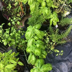 Plantitas De Albacar