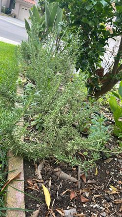 Rosemary