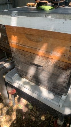 Bees relocation