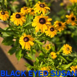 Blacked-Eyed Susan Native Perennial Plants - likes Sun & Part-Sun