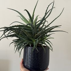 Aloe Plant W/pot