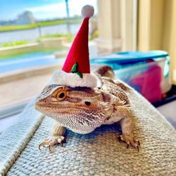 Reptile Santa Hat