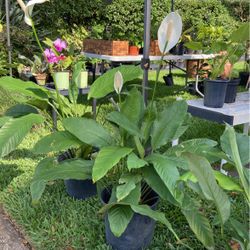 Peace Lily Plants 
