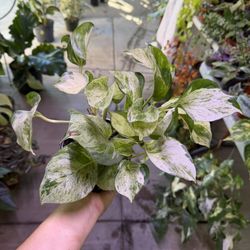 Manjula Pothos In 4” Pot 