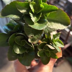 Kalanchoe house Plant - Easy Care!