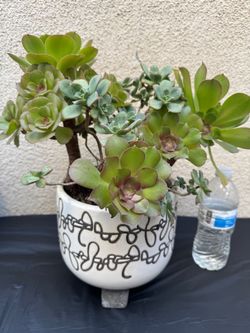 Live Succulent Arrangement in Ceramic Pot