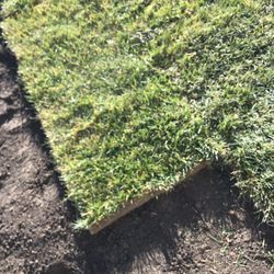 Fresh Sod 