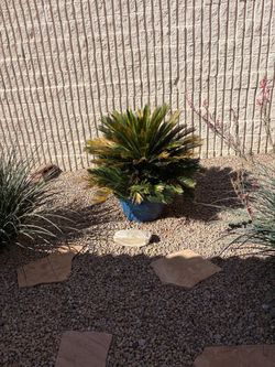 Sago Palm in Blue Ceramic Pot