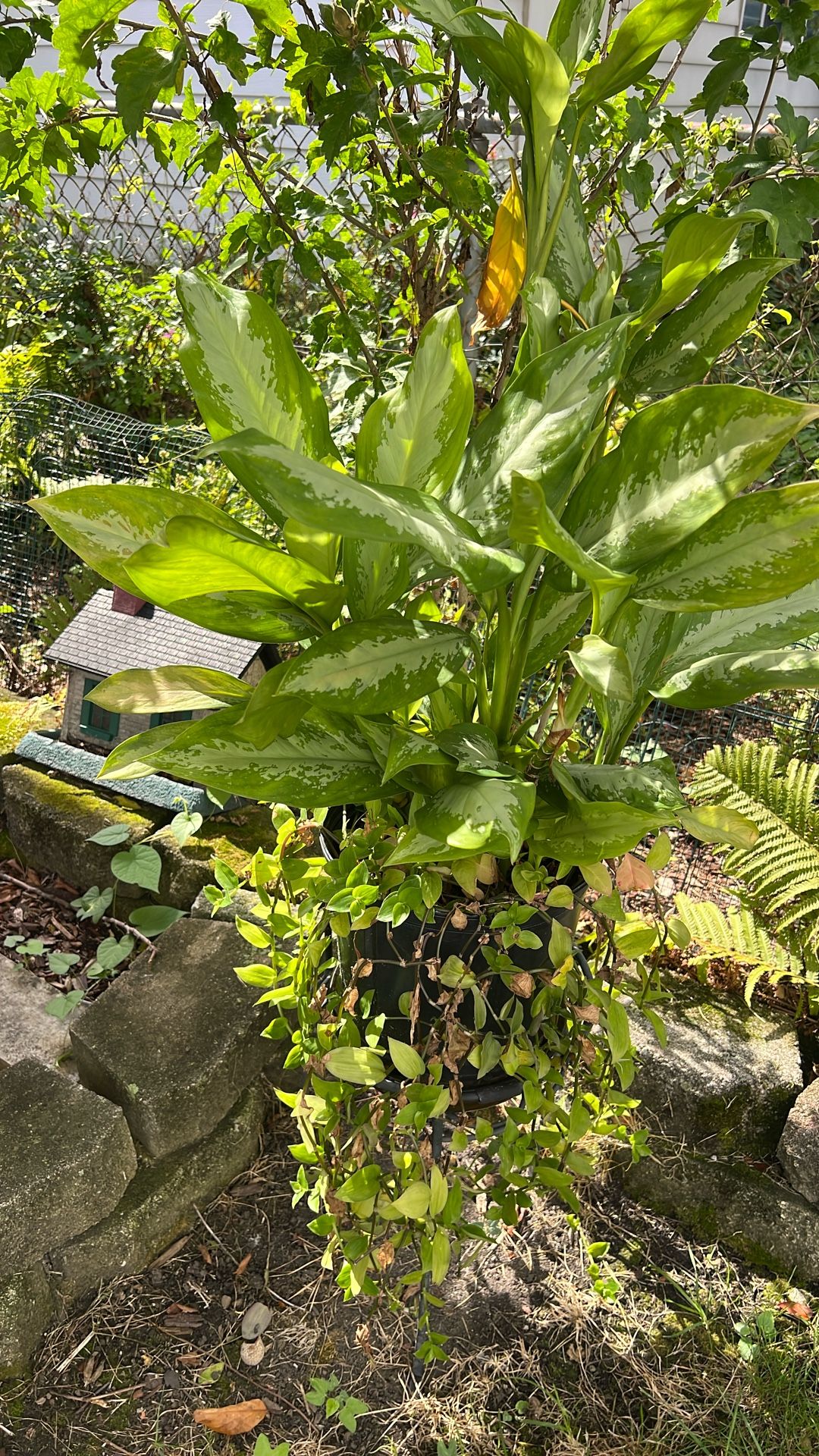 Aglaena Or Chinese Evergreens