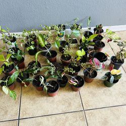 Small Plants 5 Each