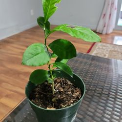 Lemon plant