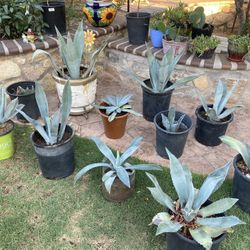 Plants, Plants, Plants