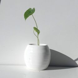 Alocasia odora 'California' starter plant/ Indoor Plant/ House Plant Flower Patio Garden 