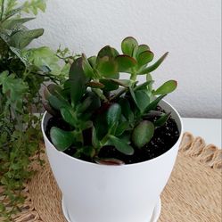 Living Plant 🌱Jade Plant on 6"H White Pot with Tray ::: Outdoor