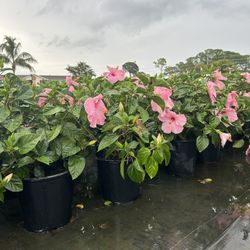 Hibiscus Sale