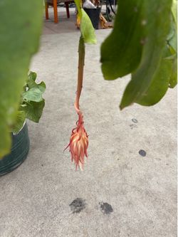 Orchid cactus plant