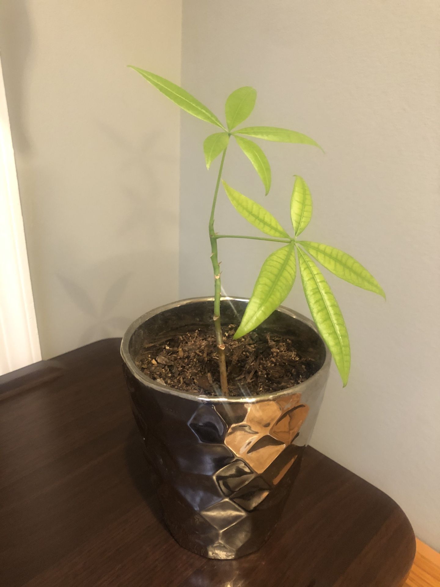 Money Tree plant