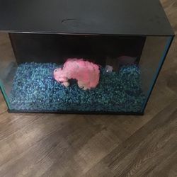 Fish Tank