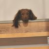 Güds