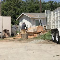 🦦Tree Trimming🦫