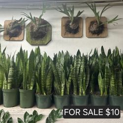 MOTHER IN LAWS TONGUE  SNAKE PLANT