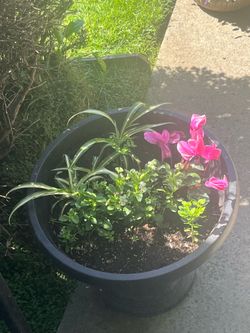 Vibrant planter pot has a mix of plants. It has spider plants with striped leaves, small green leafy plants, and pink cyclamen flowers.