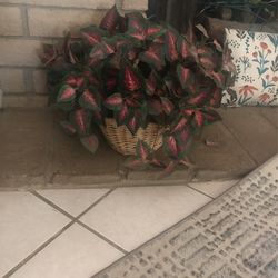 Nice And Good Condition
