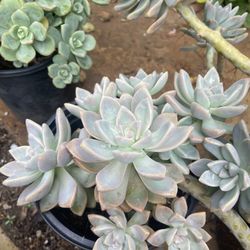 Succulents In Gallon Pots 