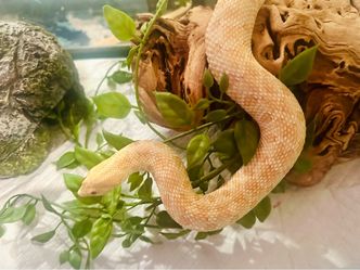 Hognose snakes - pair