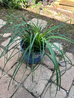 Healthy Ponytail Plant in Pot