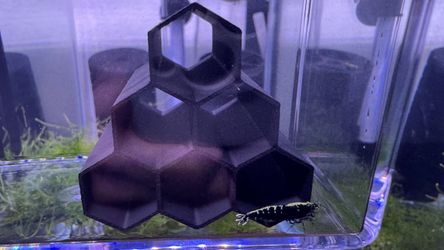 Caridina shrimp decoration.