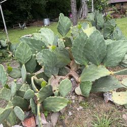 Plants For Sale 