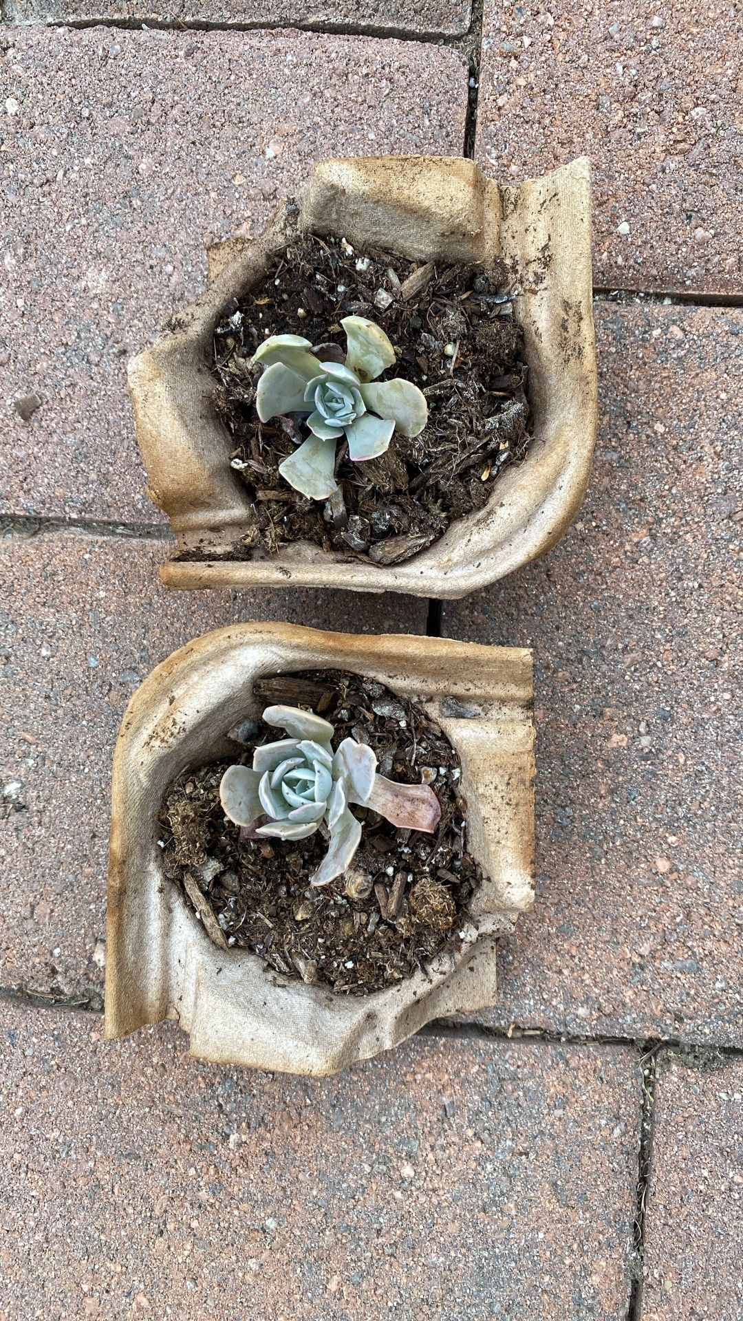 Rosette succulents