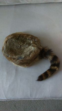 Raccoon hat