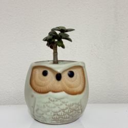 Live Jade Plant in a Ceramic Planter with Drainage