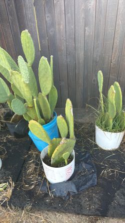Nopales para transplantar gratis