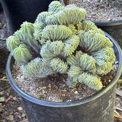 myrtillocactus geometrizans cristata