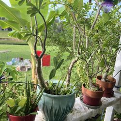 Desert Roses for sale