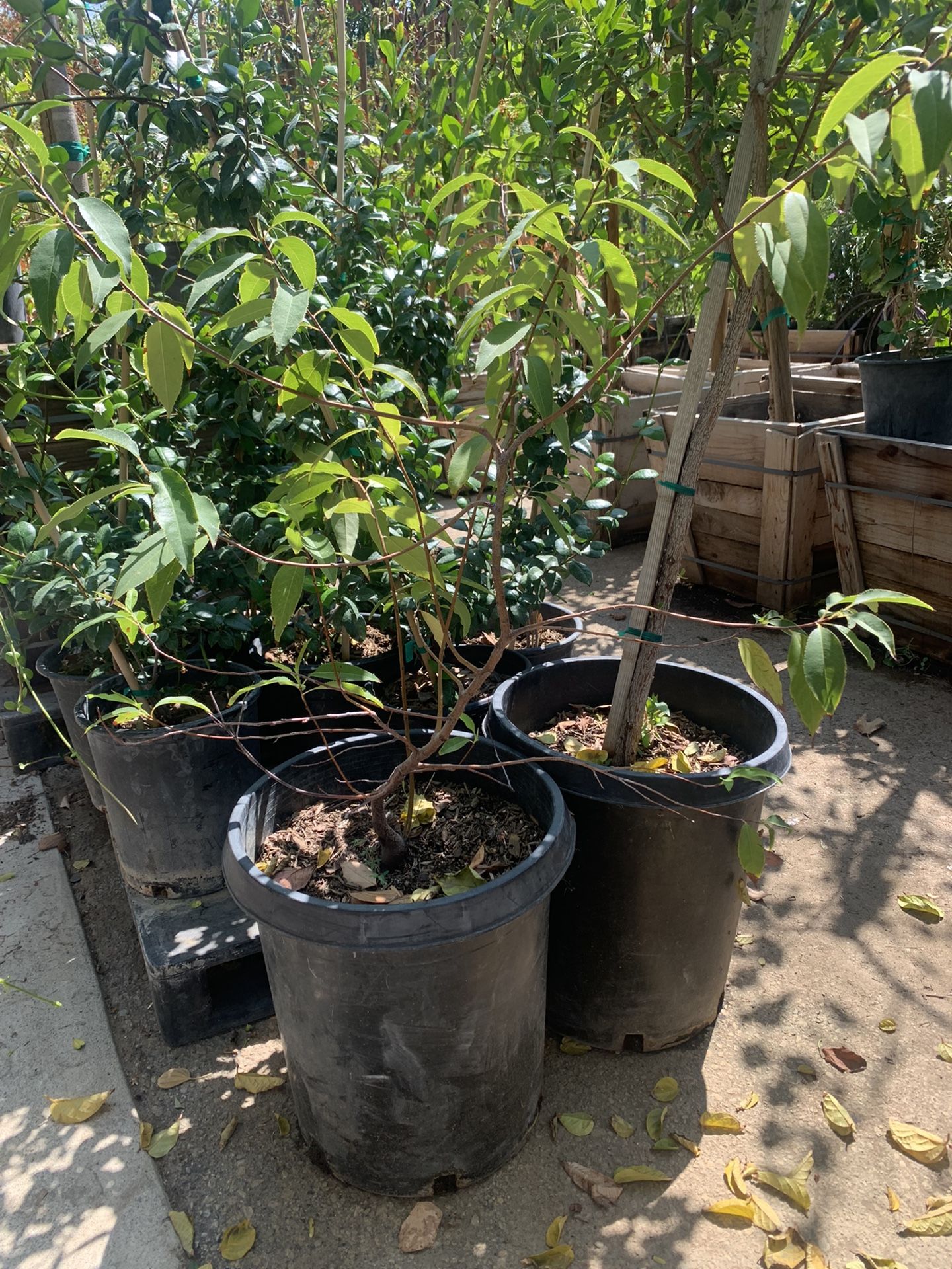 Capulin Cherry Tree