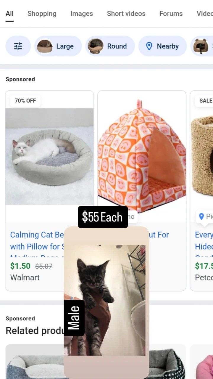 Cat Bed