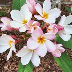 Pink Plumeria Flower Plant, 9in Tall, Rooted