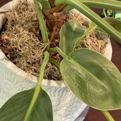 Plant