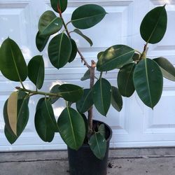 Rubber plant. Planta de hule